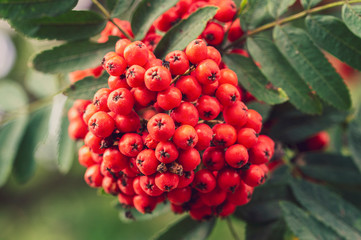 Fototapeta premium bunches of Rowan close-up, toned image
