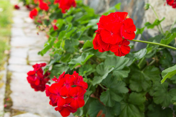 pots of geraniums in the garden of the house