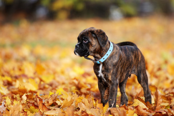 german boxer puppy walking outdoors in autumn