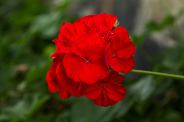 pots of geraniums in the garden of the house