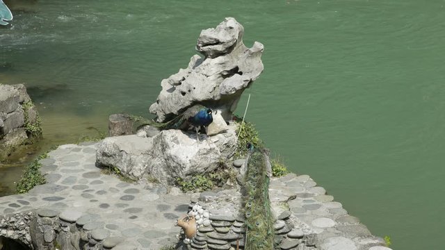 Peacocks are sitting on a stone, peacocks are tied with a rope to a stone, tourists are photographed with peacocks