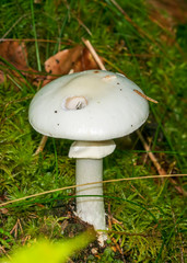 mushroom in forest