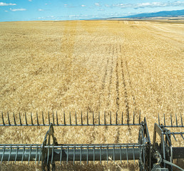 The View from the Combine 