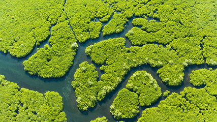 Mangrove trees in the water on a tropical island. An ecosystem in the Philippines, a mangrove...