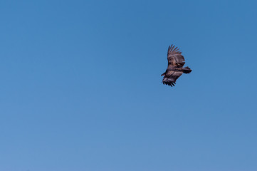 A White-headed vulture -Trigonoceps occipitalis- circling over Etosha National Park, Namibia.