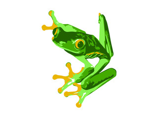 Red Eye Tree Frog Vector