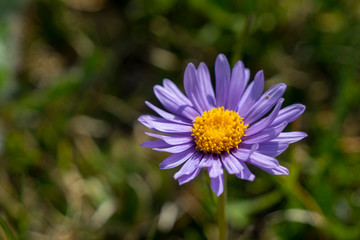 Obraz premium Alpen-Aster - Aster alpinus: Kräftig leuchtende, gelb-violette Blüte