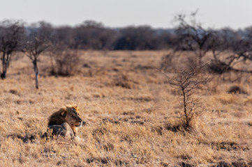 Impression of a Male Lion -Panthera Leo- resting on the plains of Etosha national park, Namibia. It...