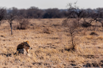 Impression of a Male Lion -Panthera Leo- resting on the plains of Etosha national park, Namibia. It...