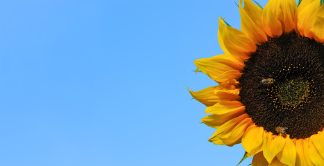 Summer advertisement banner template - beautiful blooming sunflower with bee on a blue sky background ( copy space)