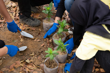 Young friends with new trees volunteering in park