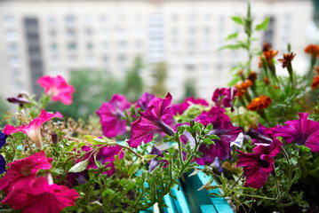Pink petunia flowers on a balcony in the city