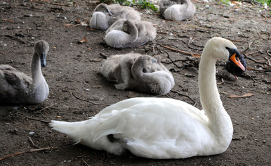 Swan family at Saint James park in London