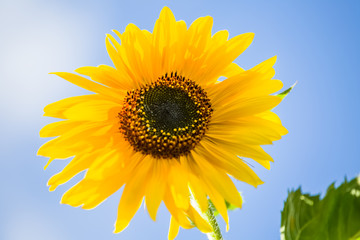 Detailed view of a sunflower flower, yellow and orange colored flower