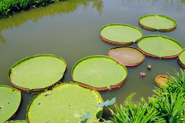 Big fresh green lotus leaves on water in a river