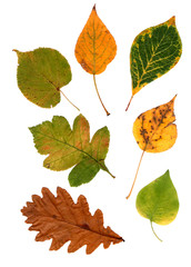 Collection beautiful colorful autumn leaves isolated on white background