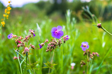 blooming wild meadow flowers on a warm summer evening