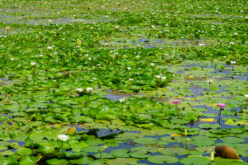 Pool of lotus and green leaves floating on the water