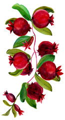 Watercolor hand drawn vertical composition of branch with pomegranate. Fruits with leaves and flowers on branch on white background. Food theme for kitchen textile.