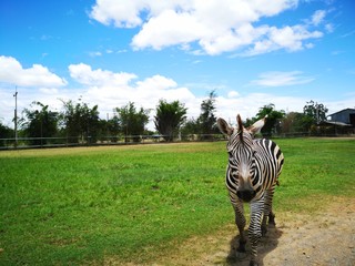 Photographing a zebra walking while driving, feeding, and the blue sky in Thailand.