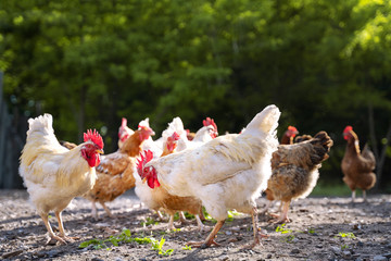 white and multicolored chickens in the yard in the countryside. Chickens walking in the yard