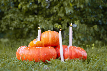 holiday candles burning on orange halloween pumpkins in the park on a background of trees