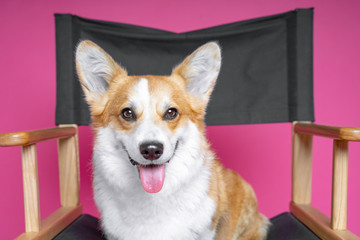 beautiful dog welsh pembroke corgi sits on a director’s armchair on a pink background