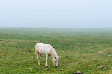 霧の牧場で牧草を食べる馬