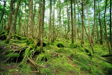 Obraz premium コケの森