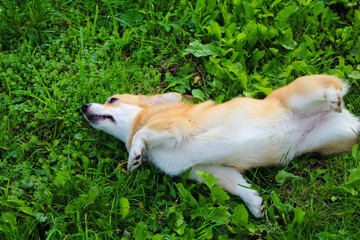 Photo of an emotional dog. Cheerful and happy dog breed Welsh Corgi Pembroke