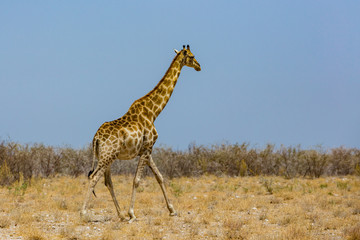 one male giraffe in savanna with bushes, blue sky