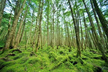 コケの森