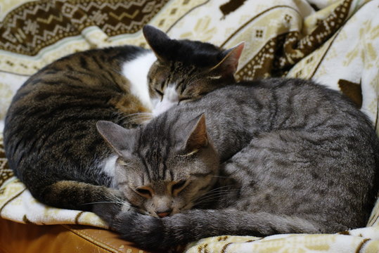 添い寝する猫たち