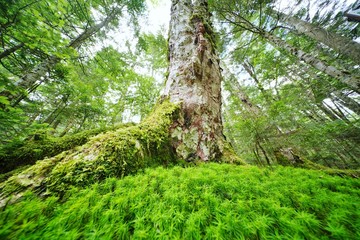 Obraz premium コケの森