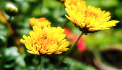 Dandelion blowball taraxacum yellow flower close up macro            