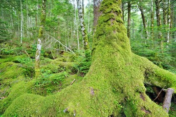 Obraz premium コケの森