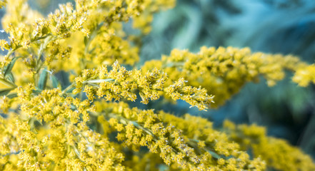 Obraz premium Mimosa yellow blooming flowers of plant