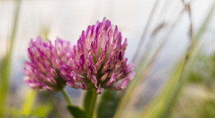 Violet purple blooming clover plant Trifolium close up