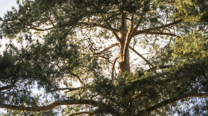 Pine green tree in coniferous forest close up in summer sunset