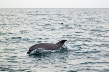 Fototapeta premium bottlenose dolphin in its natural habitat. representative of whale floating in sea