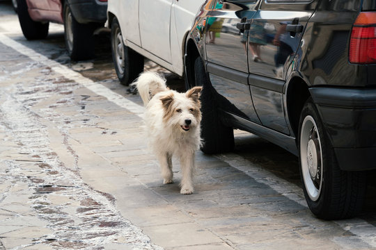 Cane sul marciapiede