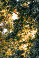 Obraz premium Photo
