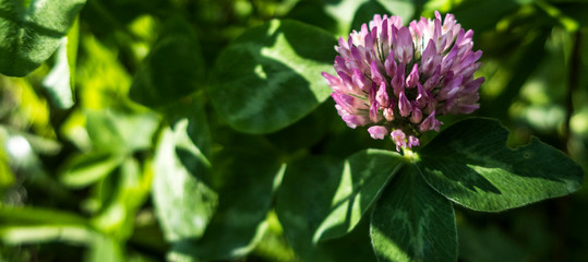 Violet blooming flower of clover plant Trifolium close up macro