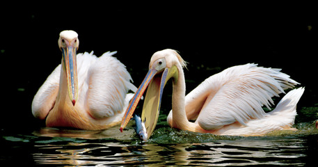 Afternoon meal of Pelicans