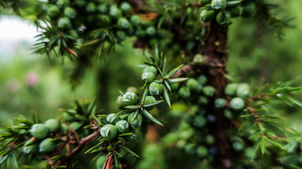 Naklejka na ściany i meble Prostrate juniper Juniperus communis branch close up macro 