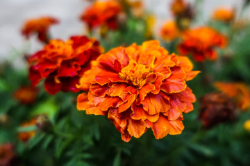 Tagetes patula Tagetes erecta orange red blooming flowers close up macro  