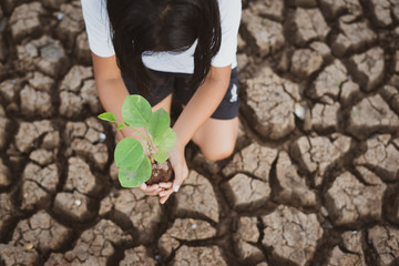Top view of Asian girls plant trees in arid lands ,drought condition due to climate change.Tree planting and environmental development campaign