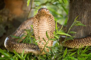 Close up of large venomous cobra standing upright spreading its neck and hood ready to attack.