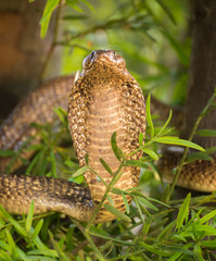 Close up of large venomous cobra standing upright spreading its neck and hood ready to attack.
