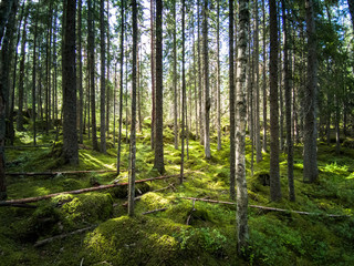 Obraz premium Forest in Norra Kvill National Park